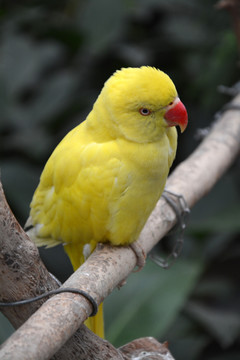 红嘴黄鹦鹉