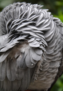 灰鹦鹉羽毛