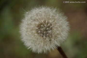蒲公英