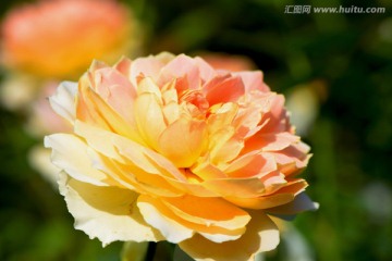 月季花