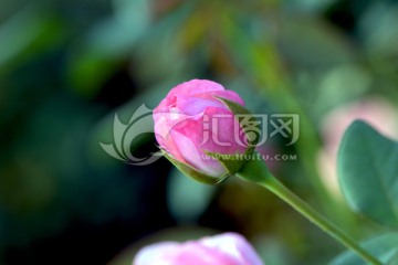 月季花
