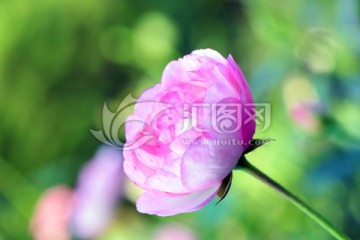 月季花