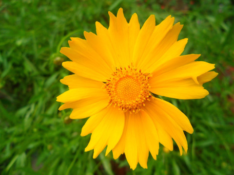 太阳花
