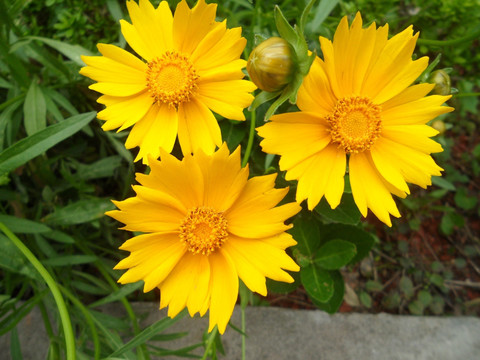 太阳花