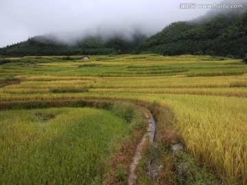 梯田