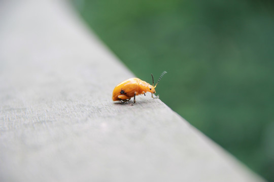 昆虫