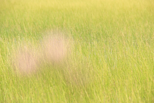 田野