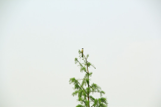 一只鸟 松树