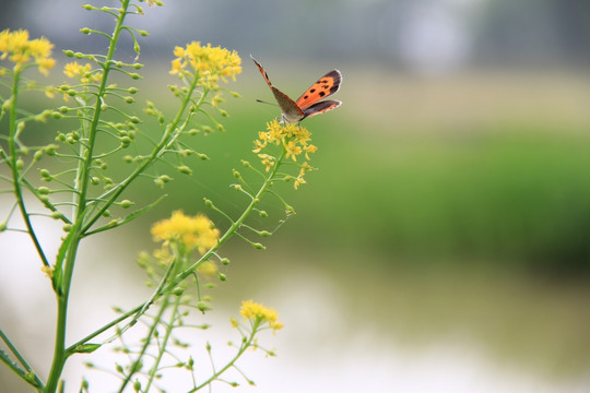 蝴蝶 化蝶 油菜花