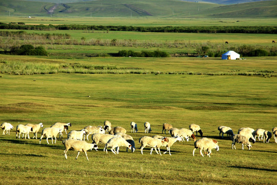 秋季草原羊群蒙古包