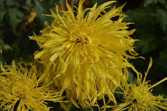 菊花