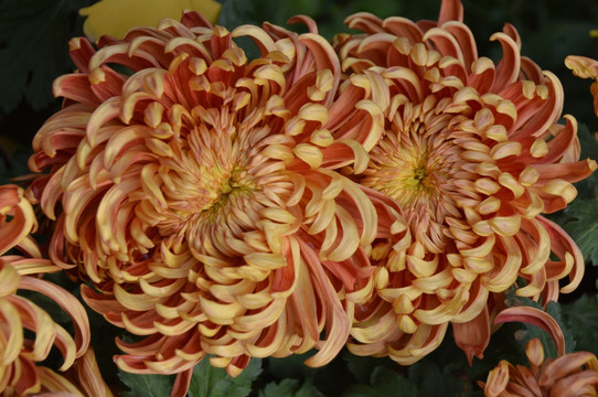 菊花