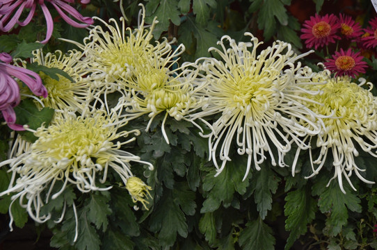 菊花