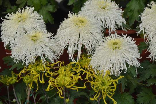 菊花