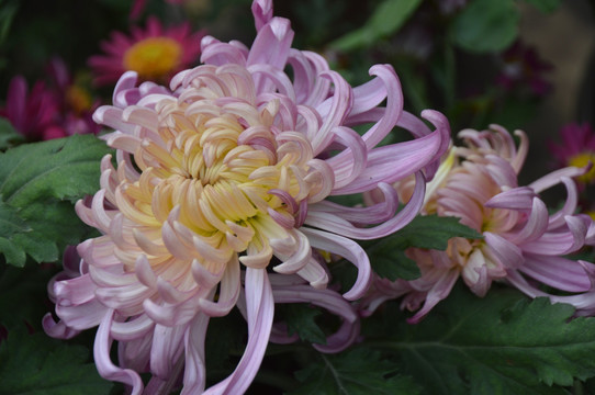 菊花