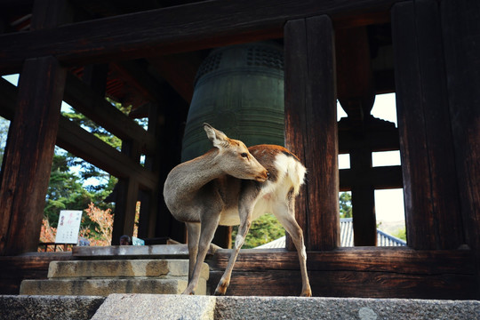 奈良二月堂钟楼前的可爱小鹿