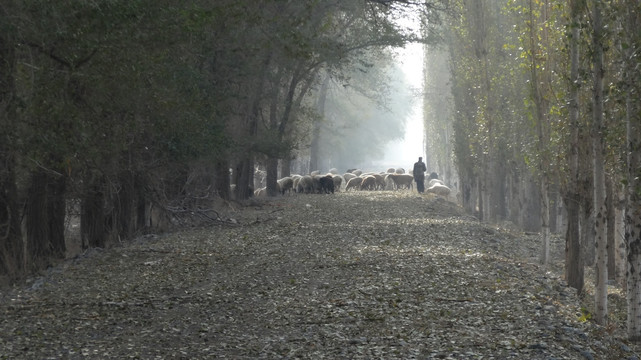 新疆牧羊人