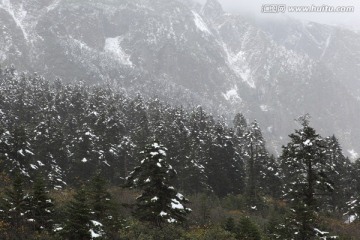 海螺沟冰川森林