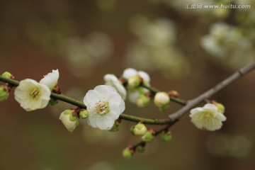 梅花