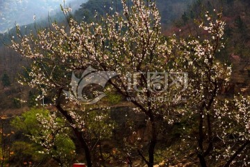 泰山桃花峪风光