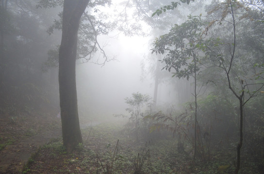 林间大雾