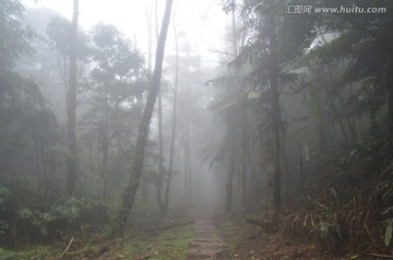 林间大雾