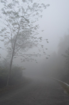 公路上的浓雾