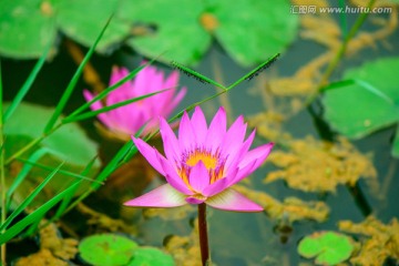 红莲花特写