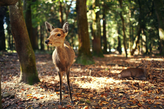 日本奈良公园可爱小鹿