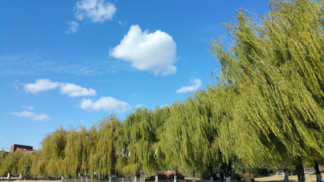 秋天的蓝天白云和树