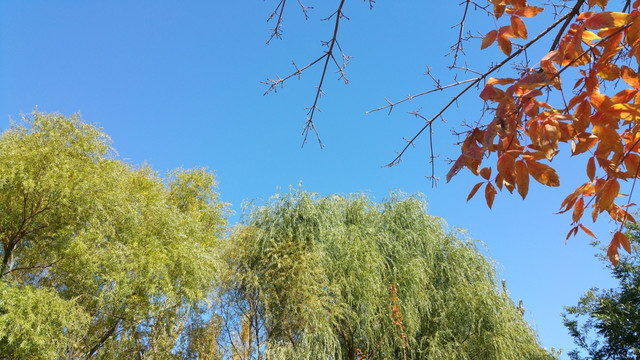 秋天的蓝天和树叶