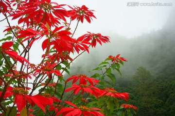 红叶