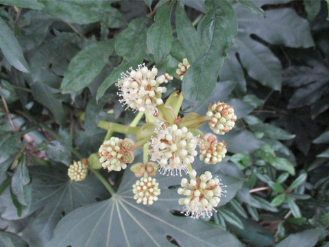 植物实拍
