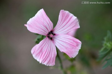 四瓣花