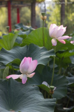 荷花