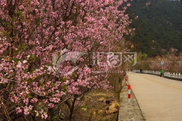 桃花峪风光