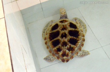 海龟 龟类 海洋生物