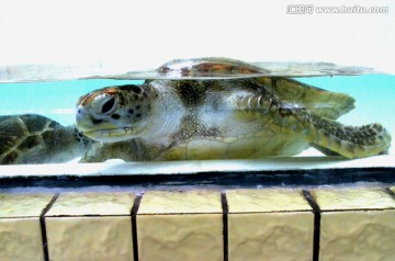 海龟 龟类 海洋生物