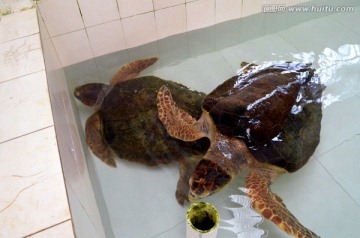 海龟 龟类 海洋生物