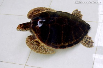 海龟 龟类 海洋生物