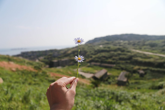 小菊花