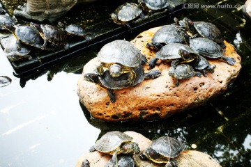 龟 放生池 乌龟