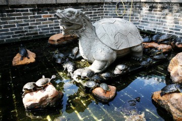 龟 放生池 乌龟