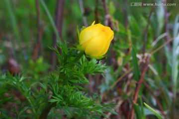 北侧金盏花花蕾