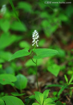 二叶舞鹤草