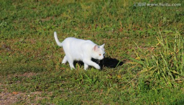 草地上的小白猫