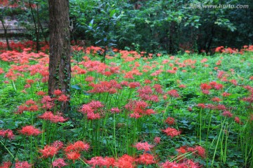 红色石蒜花