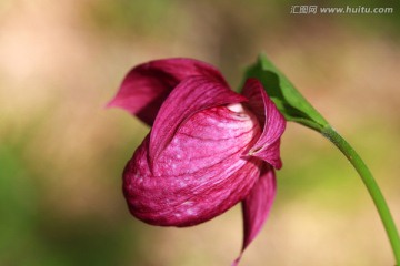 野生大花杓兰