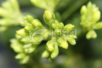 长寿花花蕾