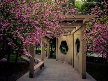 兰州大学开满桃花的长廊